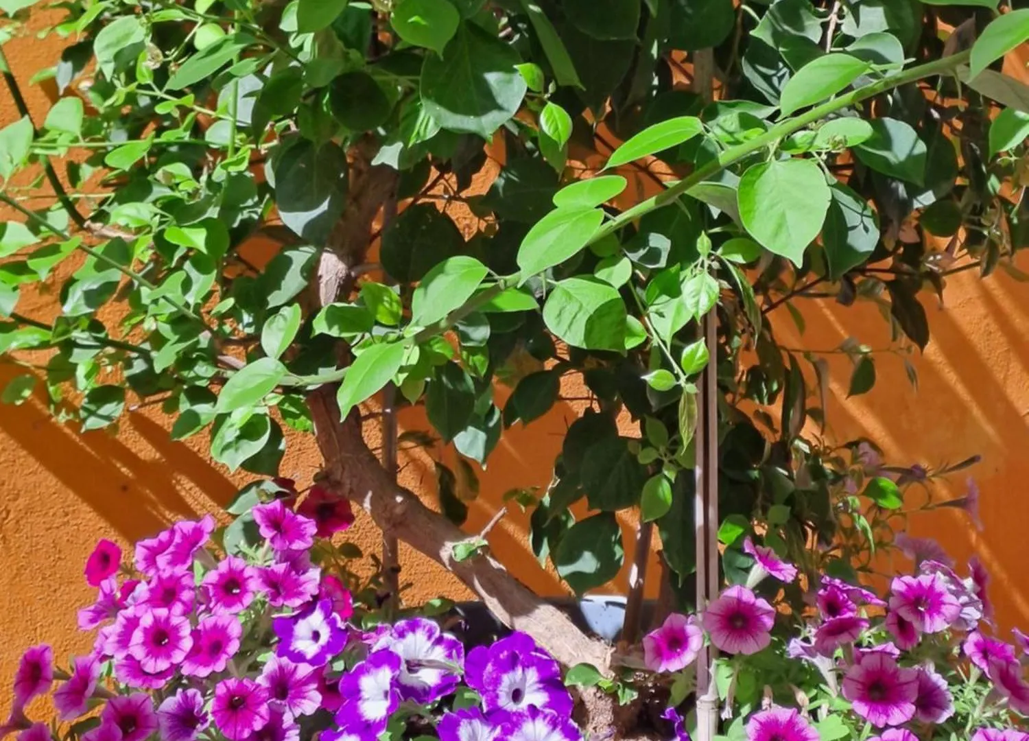 Fellini Talpiot Roof Dolce Vita Apartman Haifa